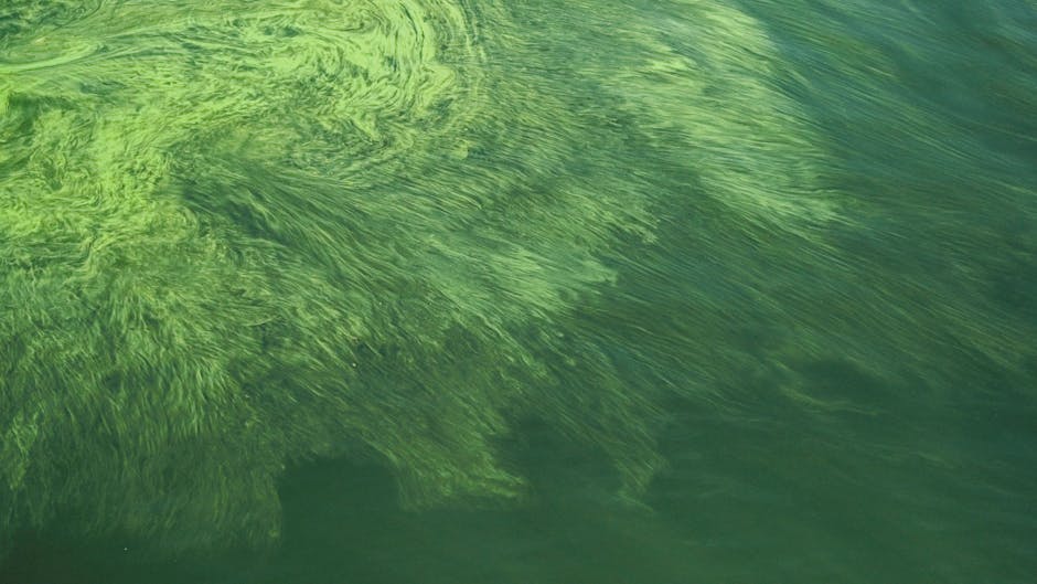 A striking aerial image showcasing green algal blooms on a water surface in Dali, China.
